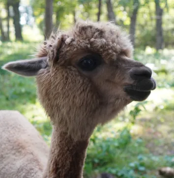 Альпака